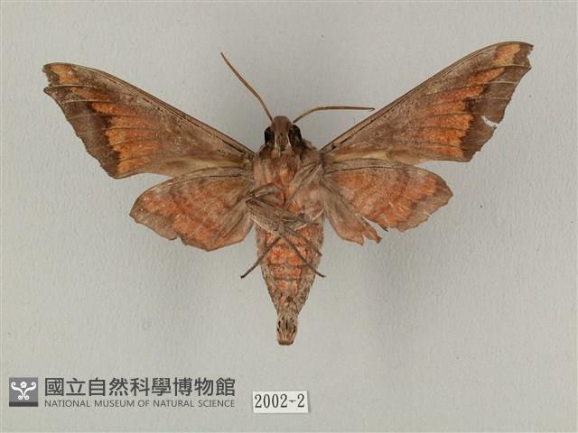 全緣缺角天蛾藏品圖，第2張