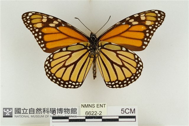 帝王斑蝶藏品圖，第2張