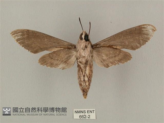 蝦殼天蛾藏品圖，第2張