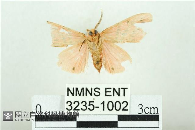 三條橙燈蛾藏品圖，第2張