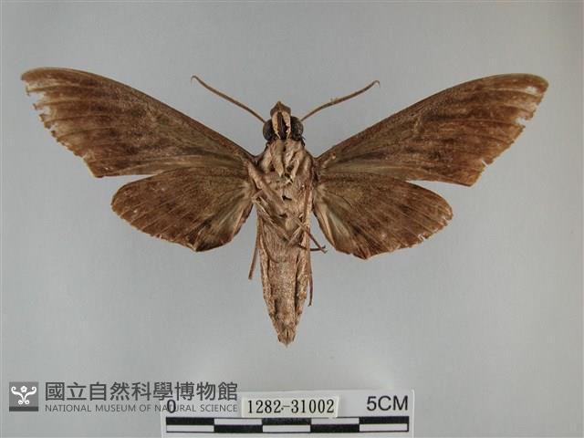 霜天蛾藏品圖，第2張