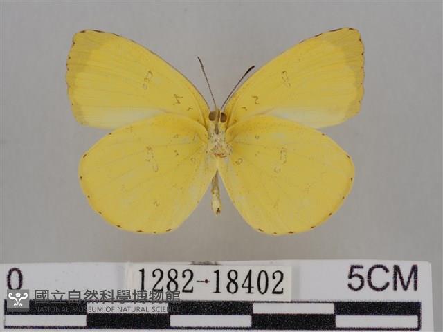 亮色黃蝶藏品圖，第2張