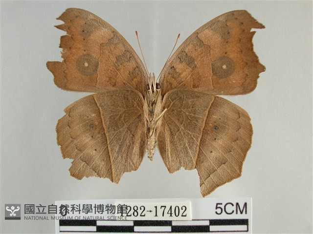 眼蛺蝶、孔雀蛺蝶藏品圖，第2張