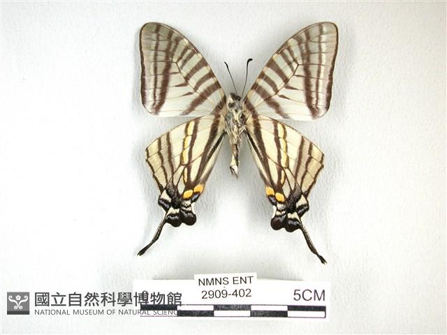 劍鳳蝶藏品圖，第2張