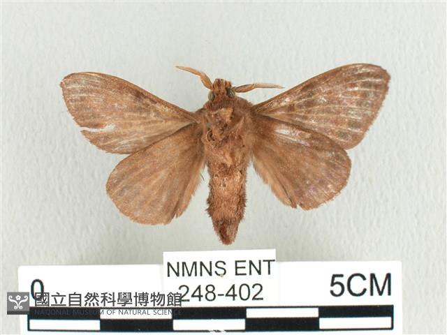 大斑Y毛蟲藏品圖，第2張