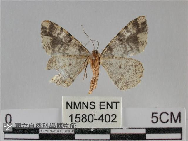 雙峰霜尺蛾藏品圖，第2張