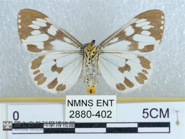 粉蝶燈蛾藏品圖，第2張