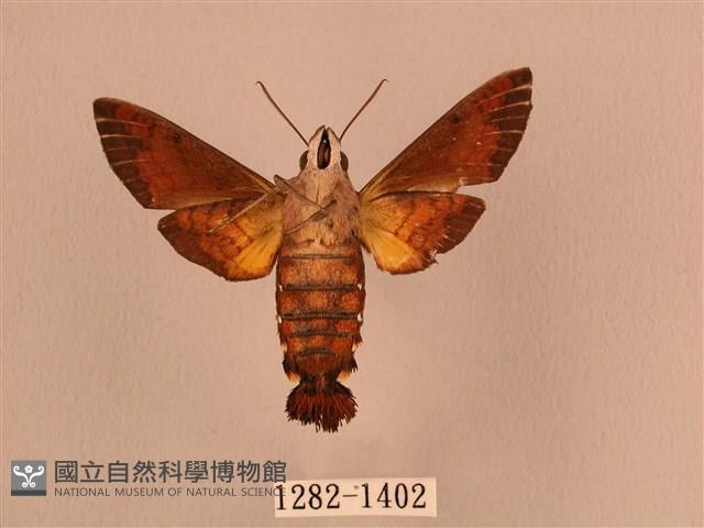 叉帶長喙天蛾藏品圖，第2張