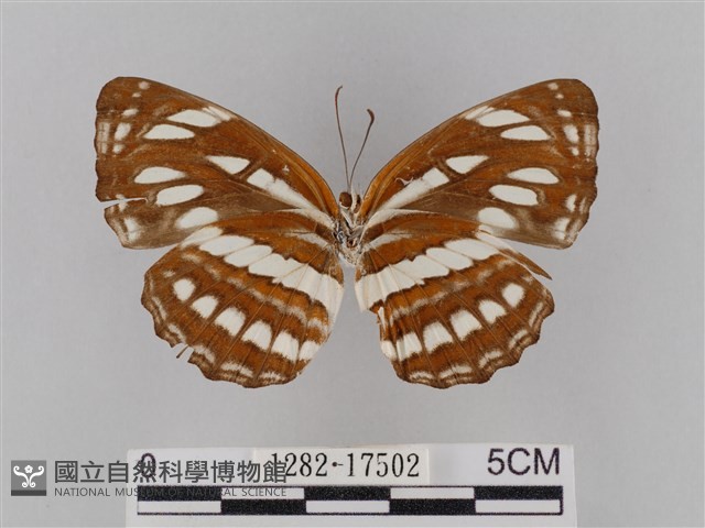 豆環蛺蝶藏品圖，第2張