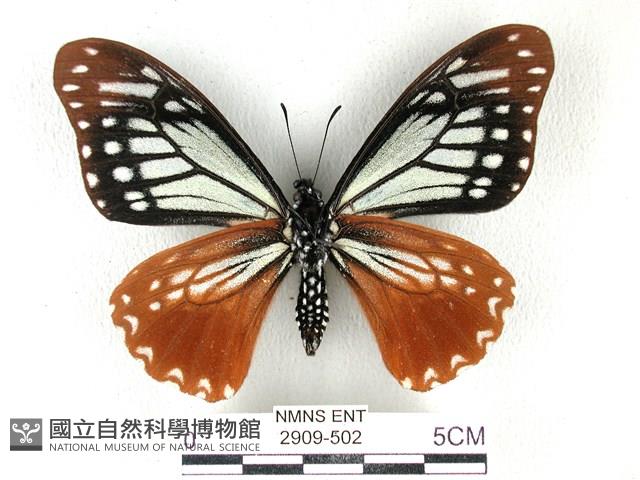 斑鳳蝶藏品圖，第2張