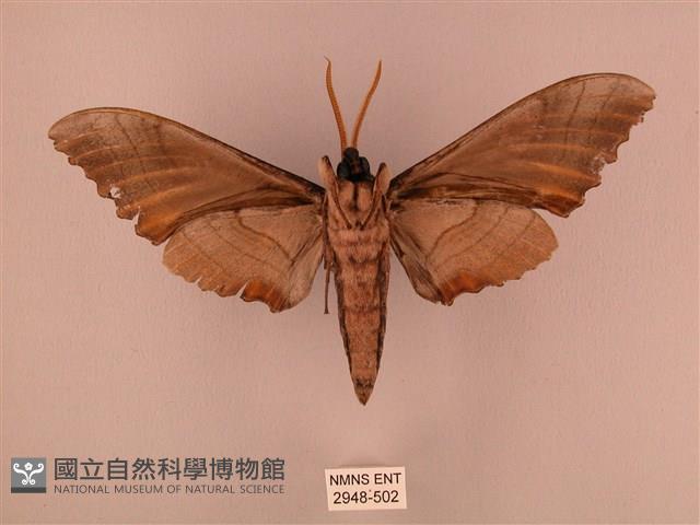 栗六點天蛾藏品圖，第2張