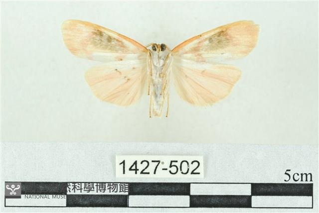 臺雪苔蛾藏品圖，第2張