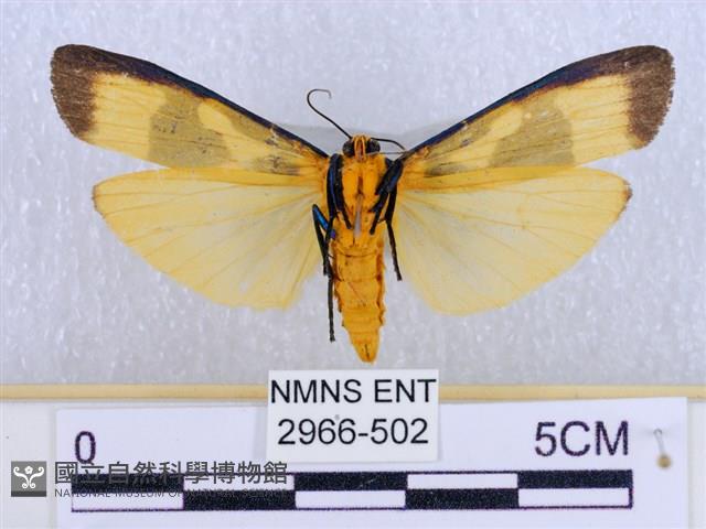 閃光苔蛾藏品圖，第2張