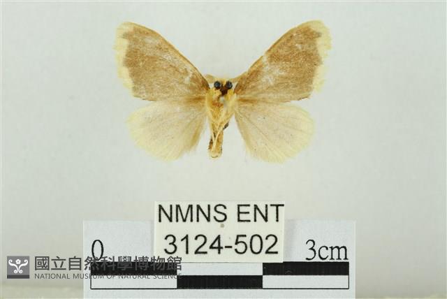 黑翅黃毒蛾藏品圖，第2張