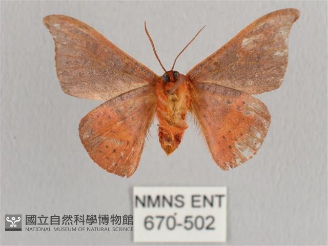 銀端帶鉤蛾藏品圖，第2張