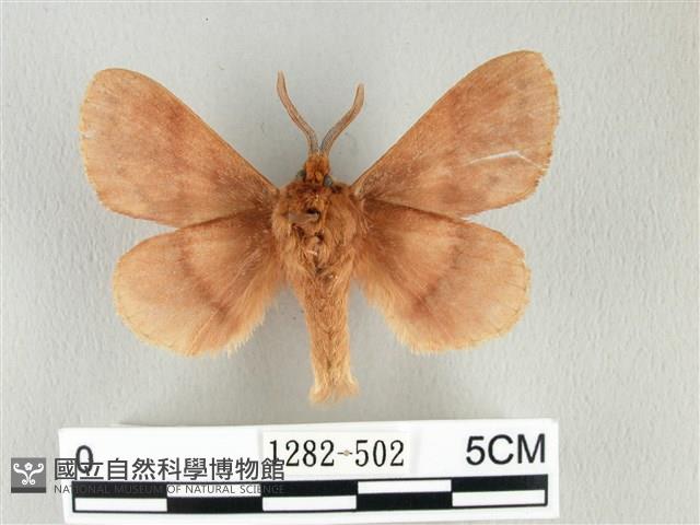 鋸紋枯葉蛾藏品圖，第2張