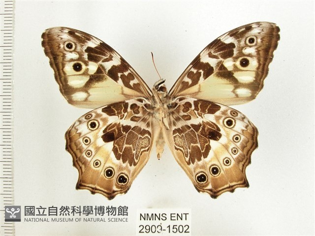 白斑蔭眼蝶藏品圖，第2張