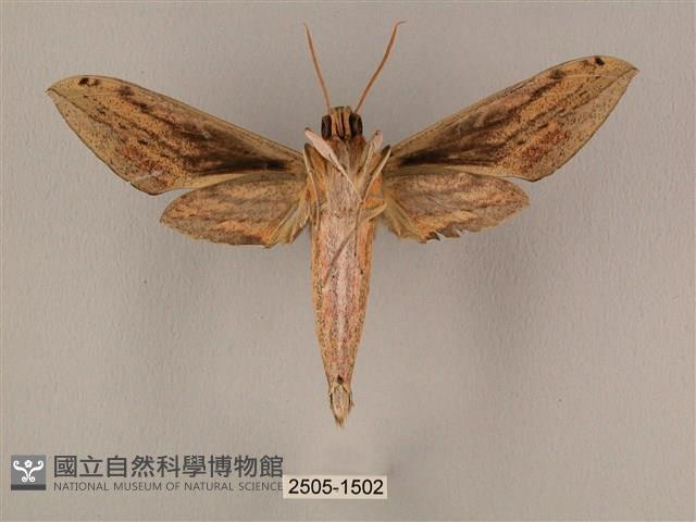棕綠背線天蛾藏品圖，第2張