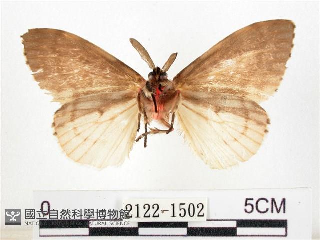 木毒蛾藏品圖，第2張