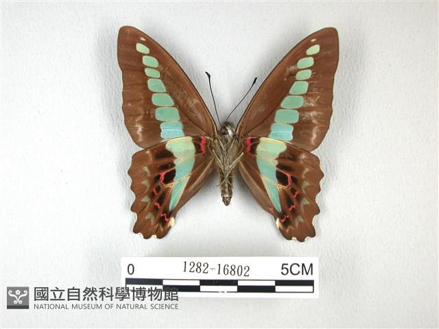 青帶鳳蝶藏品圖，第2張