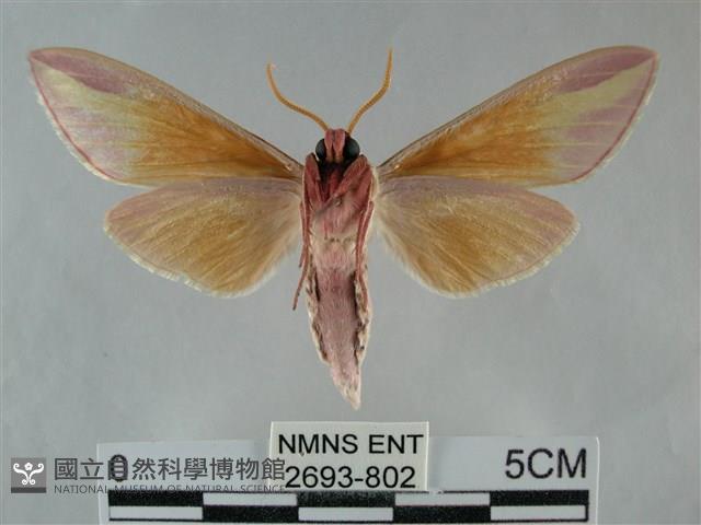 雙黃條天蛾藏品圖，第2張