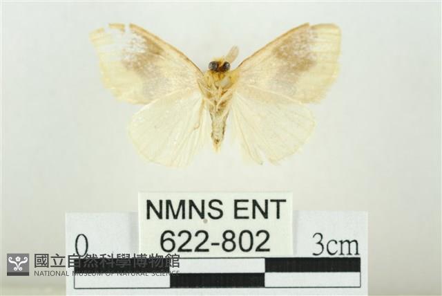 寬紋黃毒蛾藏品圖，第2張