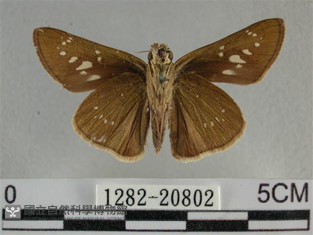尖翅褐弄蝶藏品圖，第2張