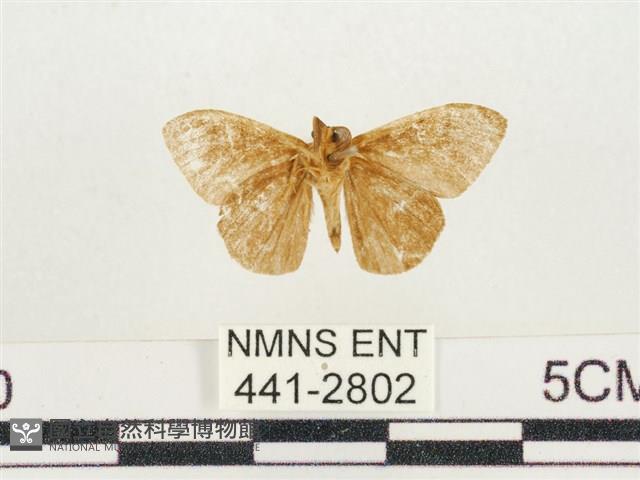 小白紋毒蛾藏品圖，第2張
