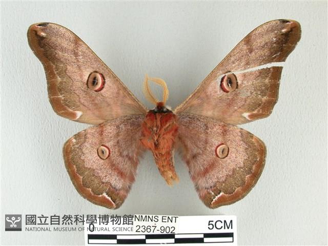 綠目天蠶蛾藏品圖，第2張