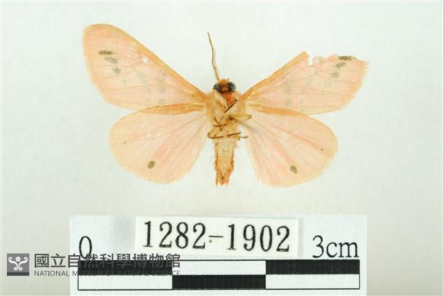 三條橙燈蛾藏品圖，第2張