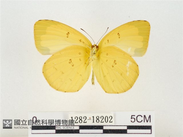 島嶼黃蝶、江崎黃蝶藏品圖，第2張