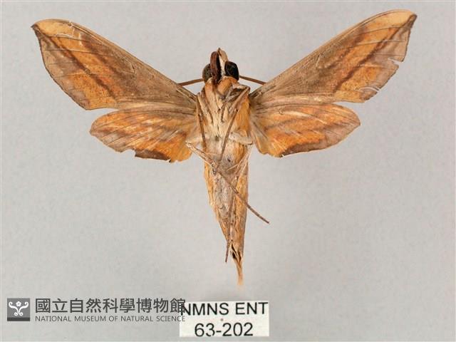 斜綠天蛾藏品圖，第2張