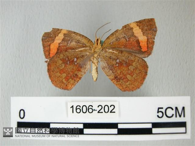 帶錨紋蛾藏品圖，第2張
