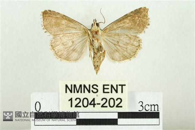 白斑散紋夜蛾藏品圖，第2張