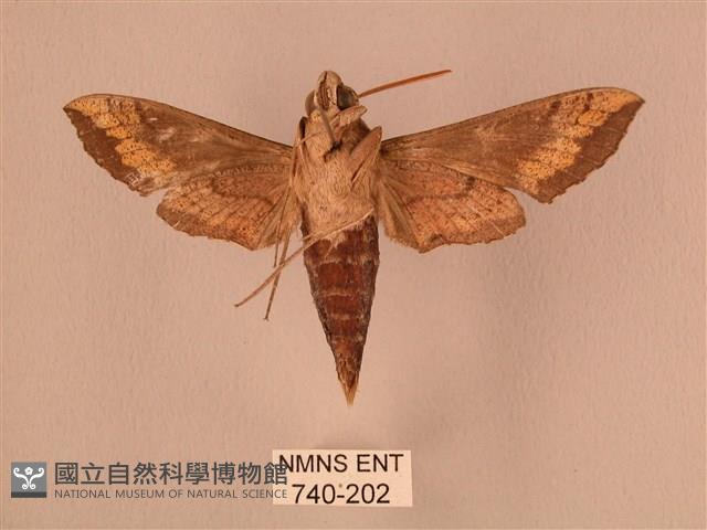 斜線天蛾藏品圖，第2張