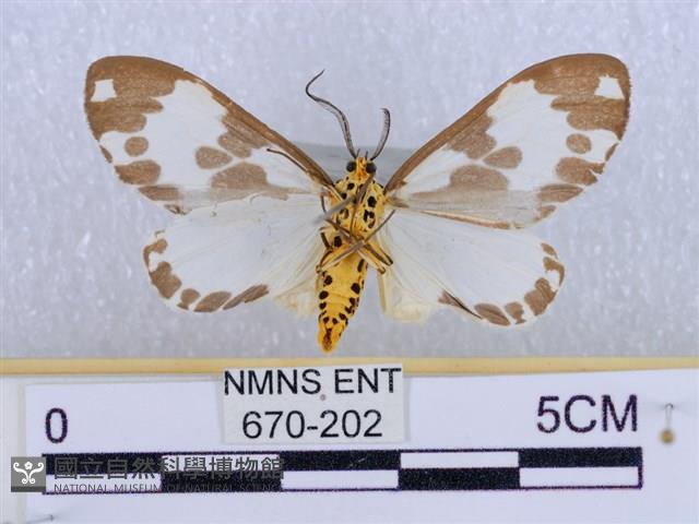 後凸蝶燈蛾藏品圖，第2張