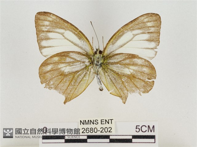 淡褐脈粉蝶藏品圖，第2張