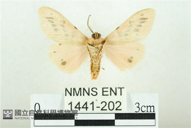 三條橙燈蛾藏品圖，第2張