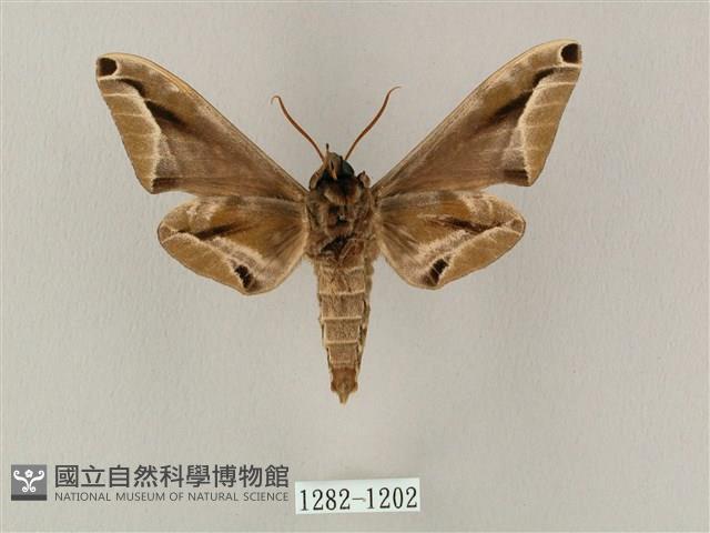 白點天蛾 藏品圖，第2張