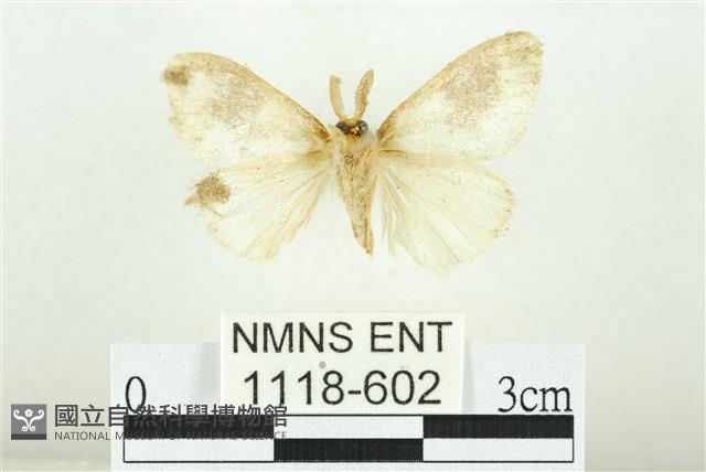 寬紋黃毒蛾藏品圖，第2張
