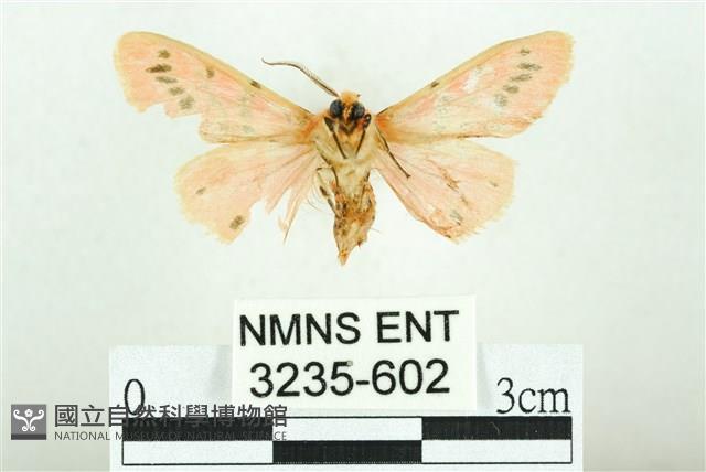 三條橙燈蛾藏品圖，第2張