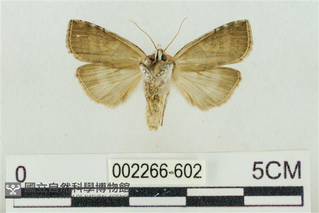 帶波紋蛾藏品圖，第2張