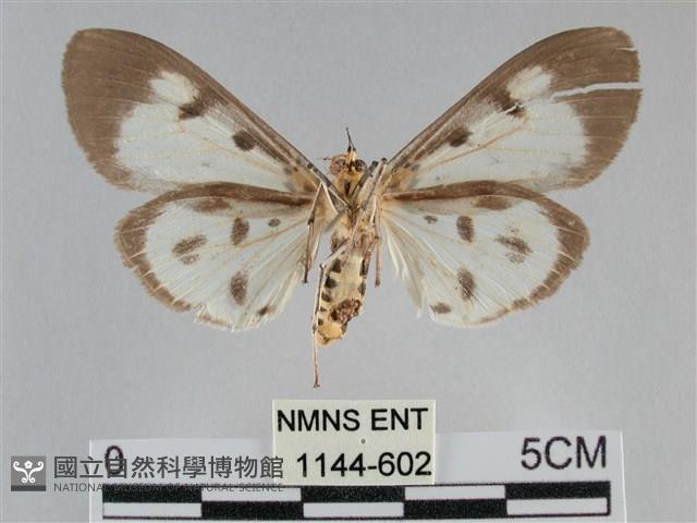 長斑擬燈蛾藏品圖，第2張