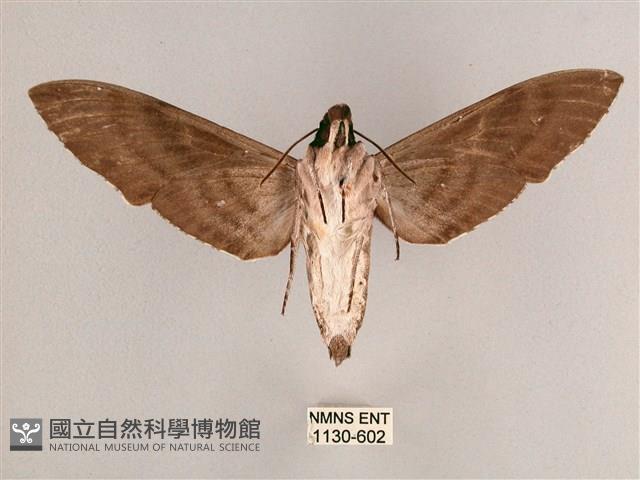 細斜紋霜天蛾藏品圖，第2張