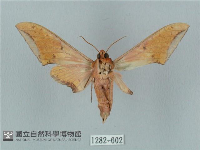 廣東鷹翅天蛾藏品圖，第2張