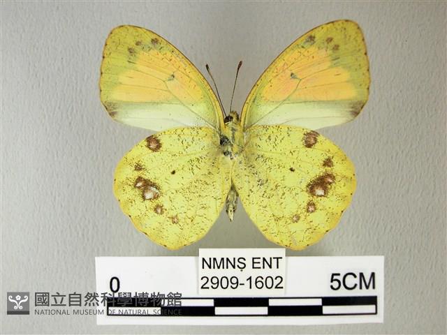 異粉蝶、雌白黃蝶藏品圖，第2張