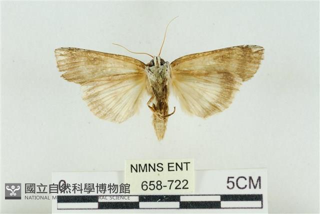 臺洒波紋蛾藏品圖，第2張