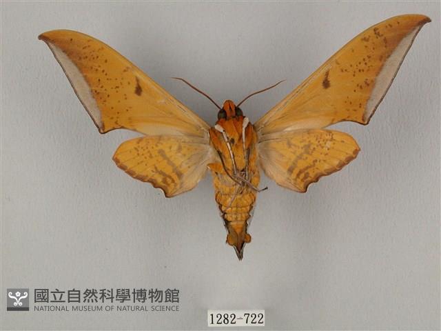 圓斑鷹翅天蛾藏品圖，第2張