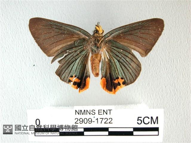 綠弄蝶藏品圖，第2張