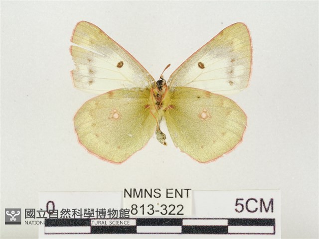 紋黃粉蝶藏品圖，第2張
